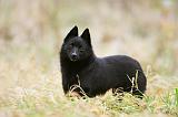 SCHIPPERKE 854